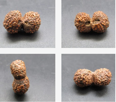 17 Mukhi Gaurishankar Rudraksha Indonesia 18mm