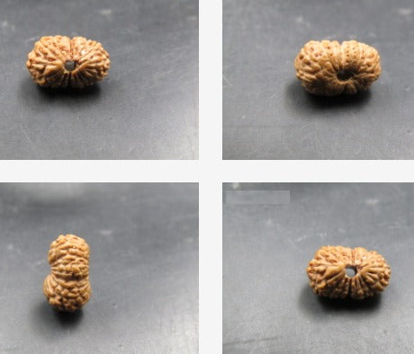 17 Mukhi Rudraksha Indonesia 10 mm