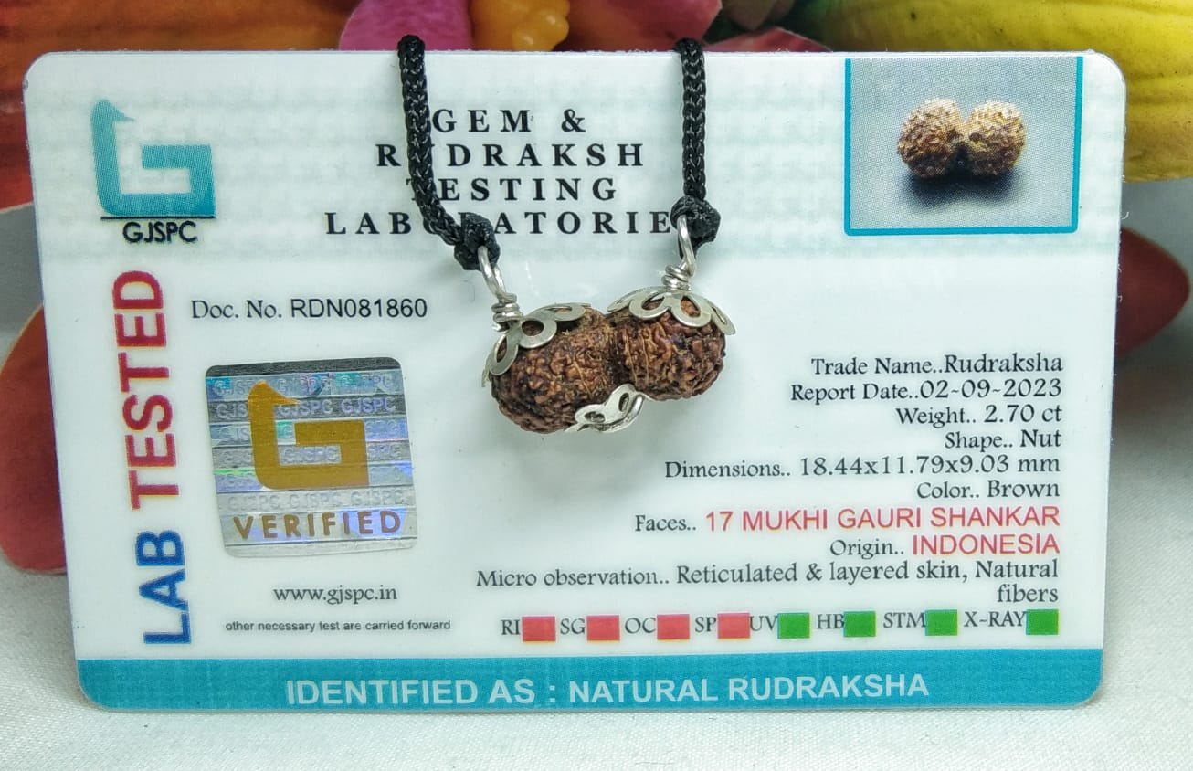 17 Mukhi Gaurishankar Rudraksha Indonesia 18mm