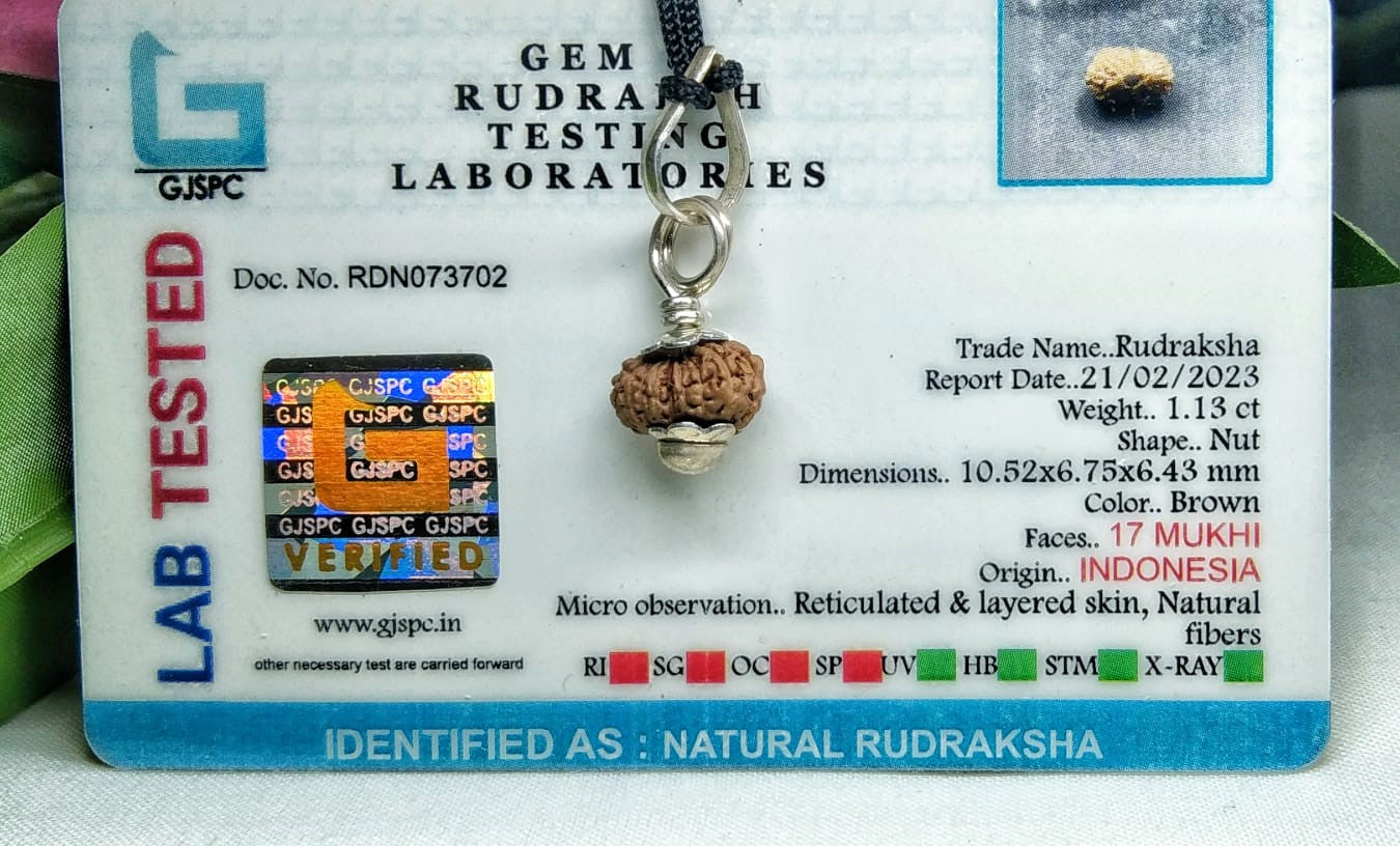17 Mukhi Rudraksha Indonesia 10 mm