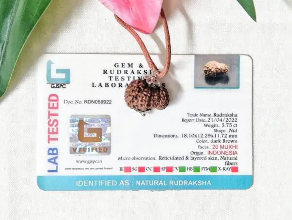 20 Mukhi Rudraksha Indonesia 18 mm