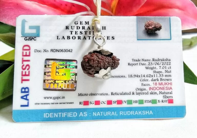 18 Mukhi Rudraksha Indonesia 18 mm