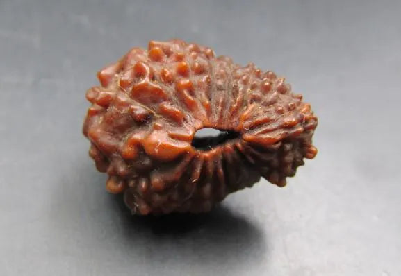 18 Mukhi Rudraksha Indonesia 18 mm