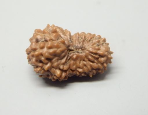 18 Mukhi Rudraksha Indonesia 13 mm