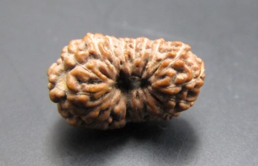 18 Mukhi Rudraksha Indonesia 14 mm