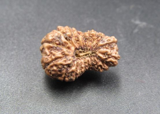 18 Mukhi Rudraksha Indonesia 15 mm