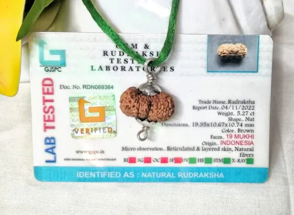 19 Mukhi Rudraksha Indonesia 19 mm