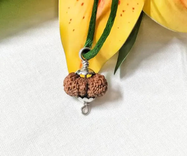 19 Mukhi Rudraksha Indonesia 19 mm