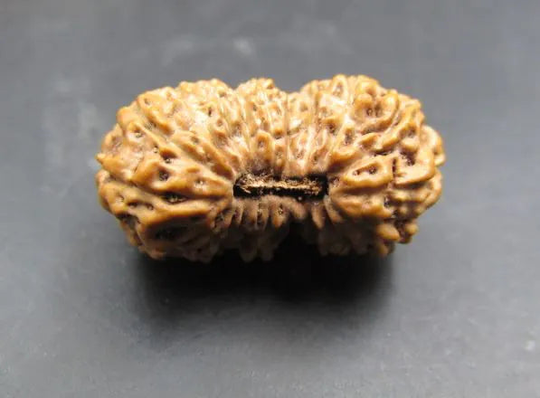 19 Mukhi Rudraksha Indonesia 19 mm