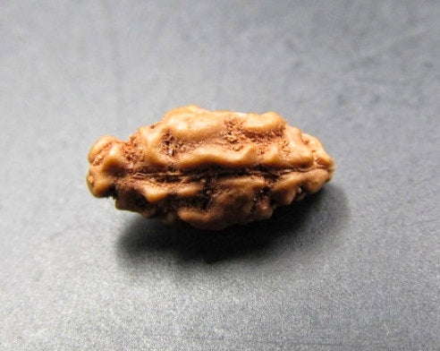 1 Mukhi Rudraksha Indonesia 9mm