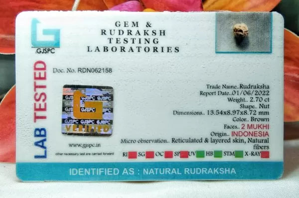 2 Mukhi Rudraksha