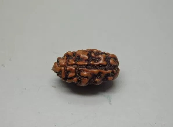 2 Mukhi Rudraksha Indonesia