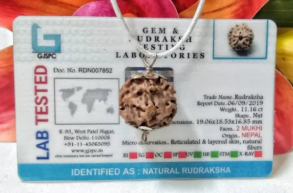 2 Mukhi Rudraksha Nepal