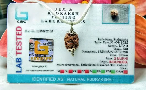 Buy 2 Mukhi Rudraksha Online