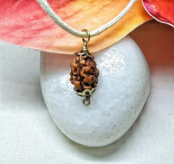 2 Mukhi Rudraksha Beads