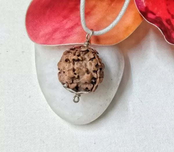 Buy 2 Mukhi Rudraksha Nepal Online
