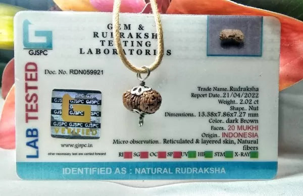 20 Mukhi Rudraksha Indonesia 13 mm