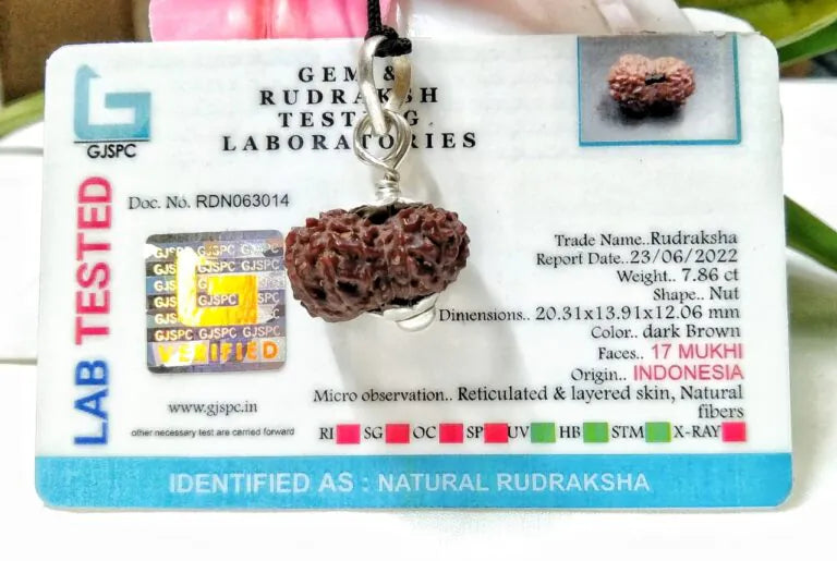 17 Mukhi Rudraksha Indonesia 20 mm