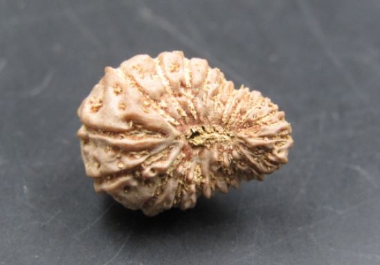20 Mukhi Rudraksha Indonesia 16 mm