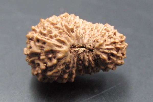 20 Mukhi Rudraksha Indonesia 18 mm