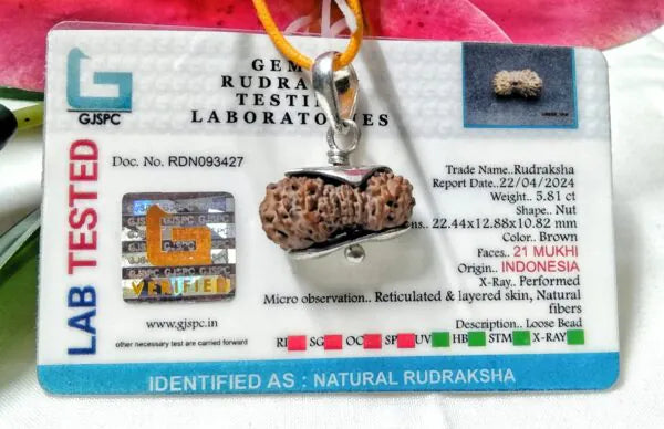 21 Mukhi Rudraksha Indonesia 22 mm