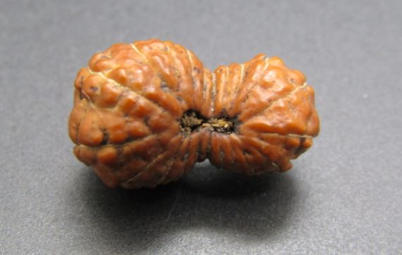 21 Mukhi Indonesia Rudraksha Bead 21 mm