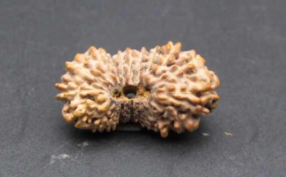 21 Mukhi Rudraksha Indonesia 22 mm