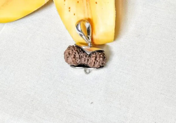 21 Mukhi Rudraksha Indonesia 22 mm