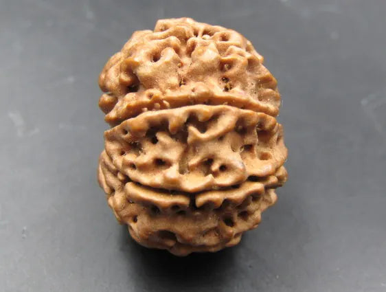 Buy 8 Mukhi Rudraksha Nepal Online
