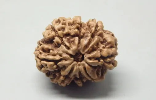 Buy 8 Mukhi Rudraksha Nepal 24 mm