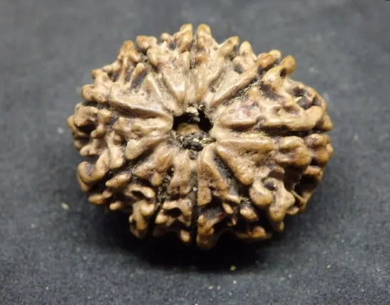 Genuine 10 Mukhi Rudraksha Beads Online