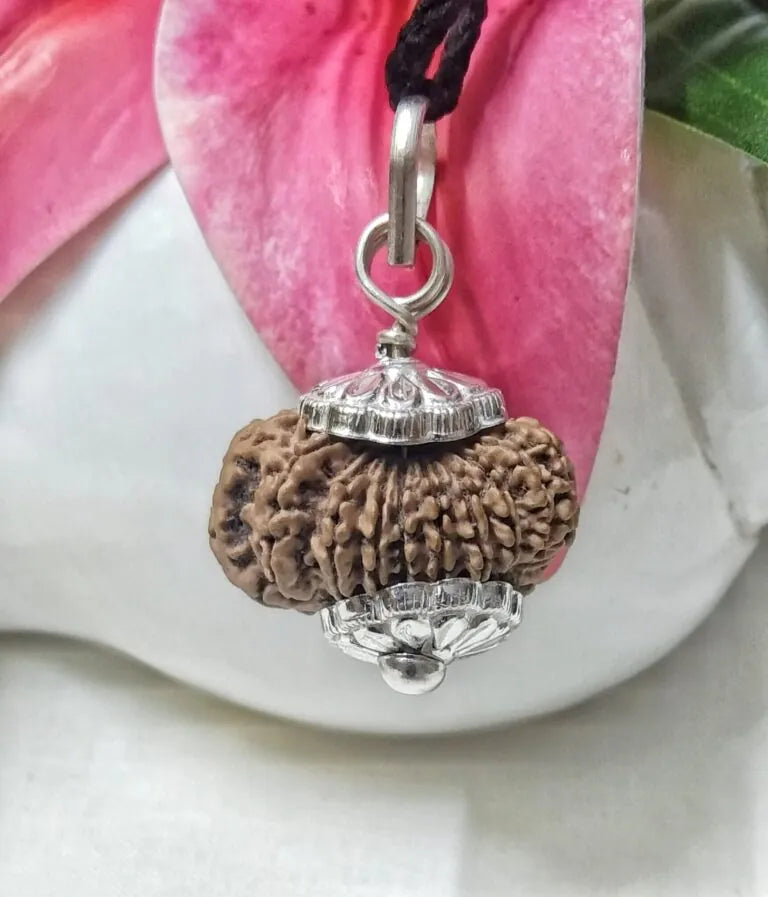 17 Mukhi Rudraksha Nepal 25 mm