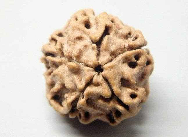 2 Mukhi Rudraksha Nepal 19mm