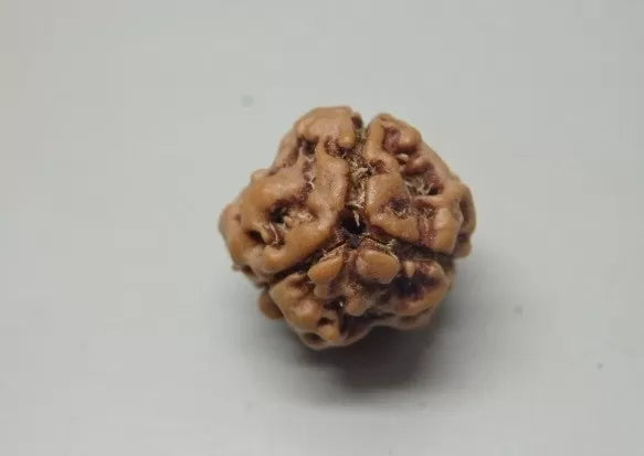 Buy 3 Mukhi Rudraksha Nepal