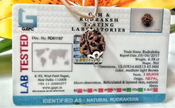 3 Mukhi Rudraksha Online