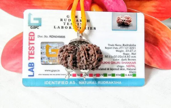 11 Mukhi Gaurishankar Rudraksha Nepal 30 mm