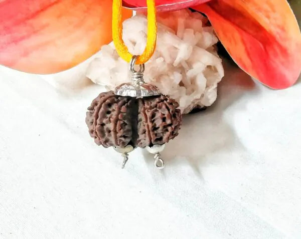 11 Mukhi Gaurishankar Rudraksha Nepal 30 mm