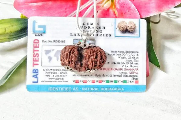 8 Mukhi Gaurishankar Rudraksha Nepal 31 mm