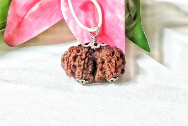 8 Mukhi Gaurishankar Rudraksha Nepal 31 mm