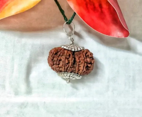 17 Mukhi Rudraksha Nepal 31 mm