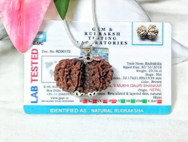 9 Mukhi Gaurishankar Rudraksha Nepal 32 mm