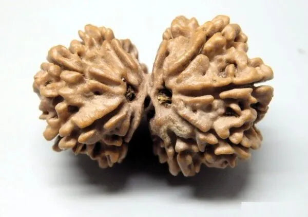 9 Mukhi Gaurishankar Rudraksha Nepal 32 mm