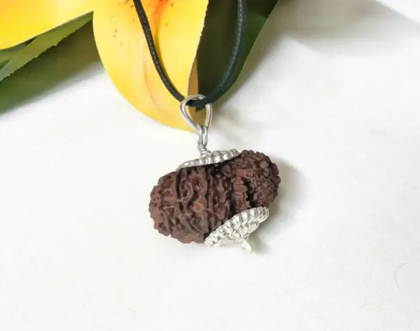 17 Mukhi Rudraksha Nepal 33 mm
