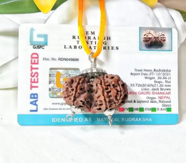 10 Mukhi Gaurishankar Rudraksha Nepal 33 mm