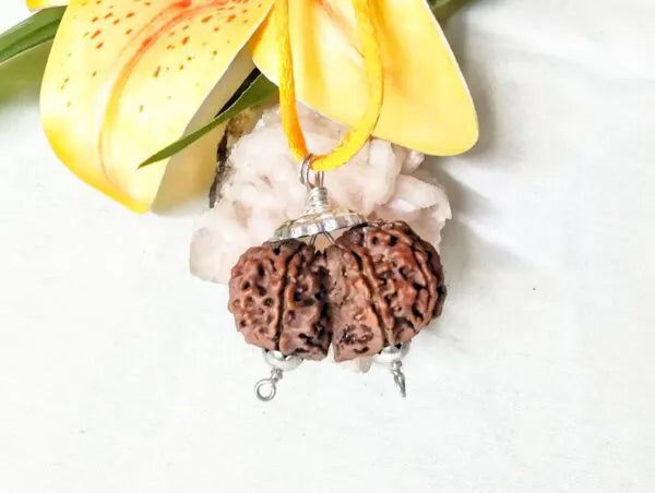 10 Mukhi Gaurishankar Rudraksha Nepal 33 mm
