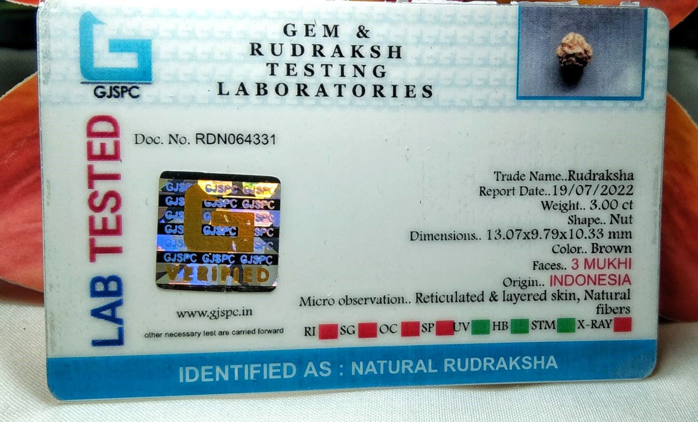 3 Mukhi Rudraksha Indonesia