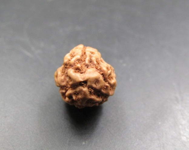 3 Mukhi Rudraksha Indonesia