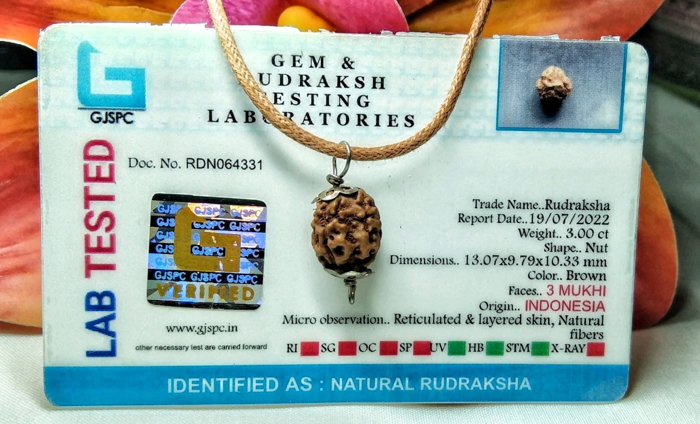 3 Mukhi Rudraksha Indonesia
