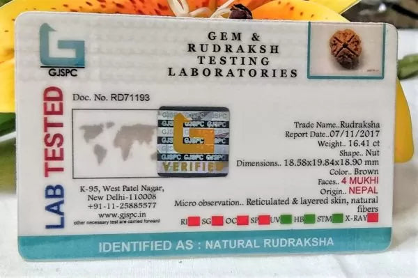 Buy 4 Mukhi Rudraksha Nepal Online