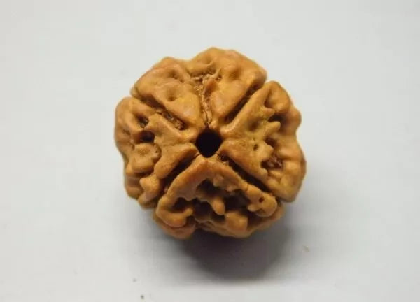 4 Mukhi Rudraksha Nepal
